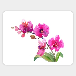 Pink Orchid flowers Sticker